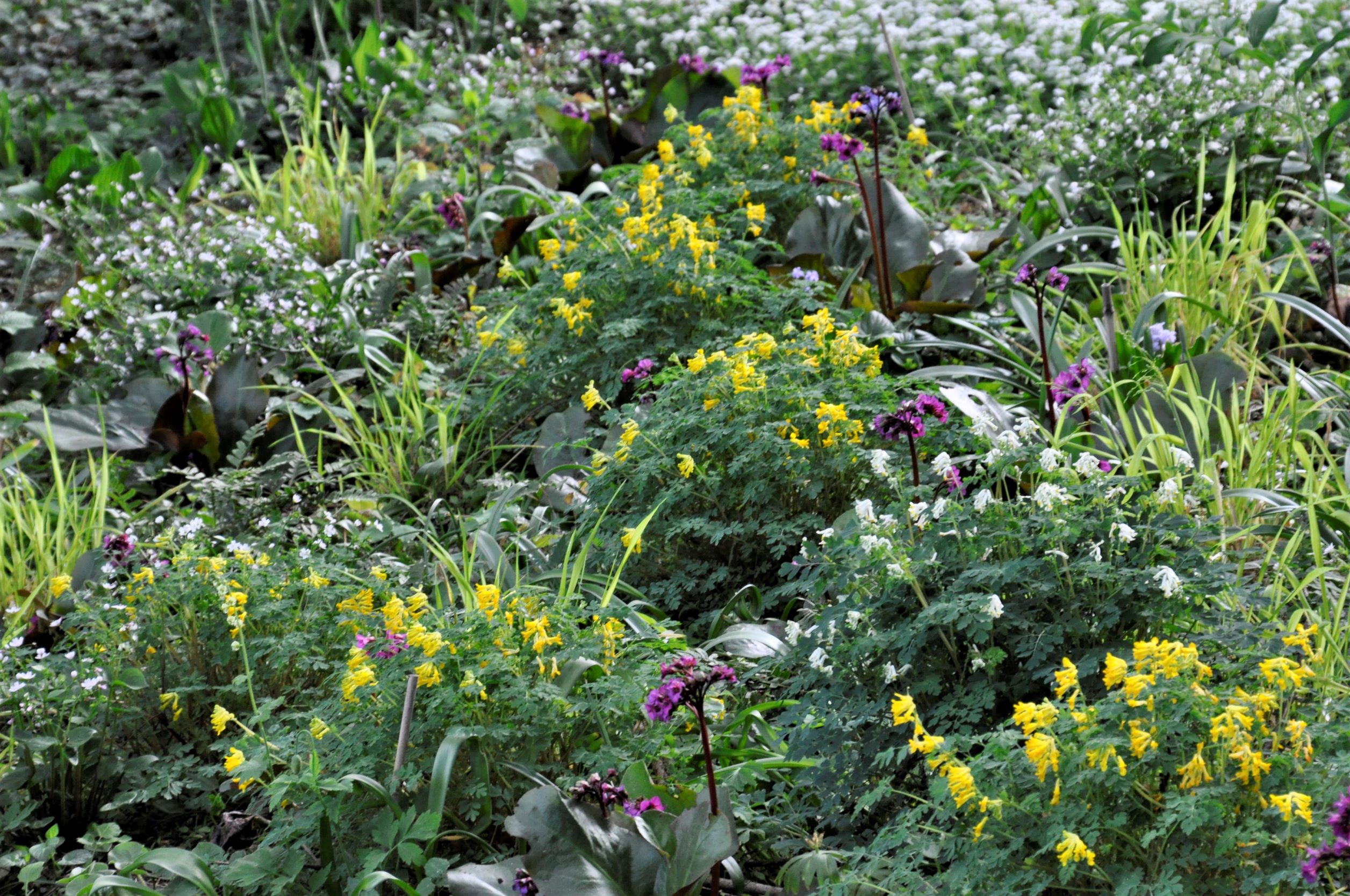 Spotlights Staudenmischungen